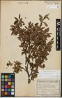 Foto von Salix kitaibeliana Willd.